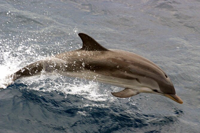 1.5-Hour Charleston Harbor Cruise with Live Narration - On Board: Restrooms, Seating, and Live Narration You Can Follow