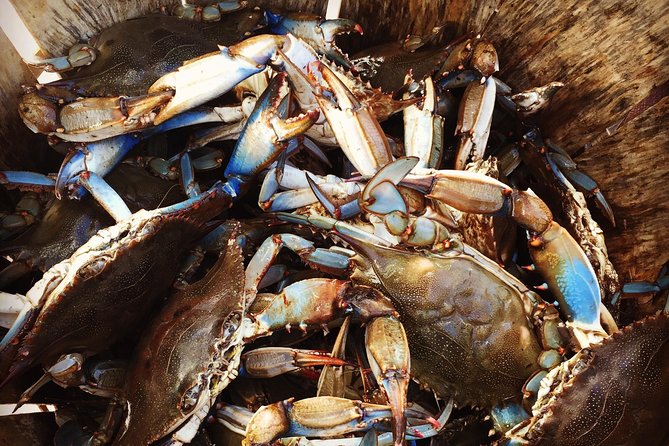 Behind the Scenes of Shem Creek Shrimp Walking Tour - Shem Creek shrimping: why this walk feels different