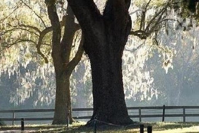 Boone Hall Plantation Admission & Tour with Transportation from Charleston - Getting to Boone Hall: Air-conditioned bus and an easy starting point