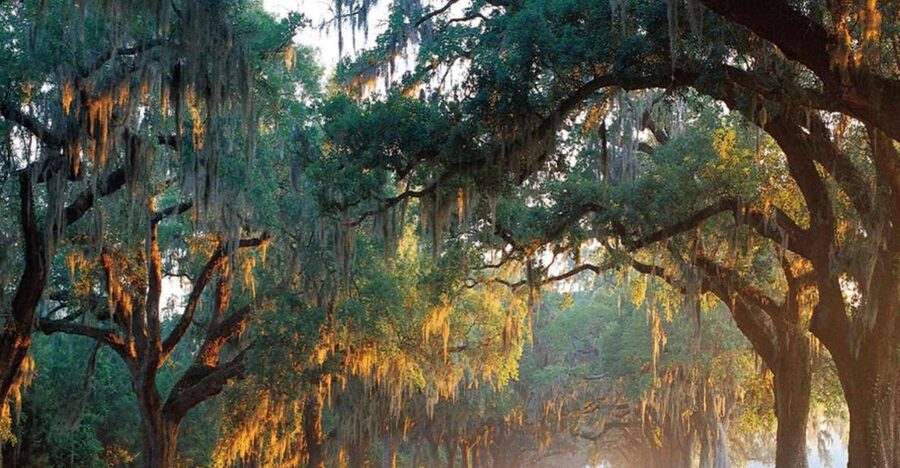 Charleston: Boone Hall & Historic City Tour Combo - Boone Hall and Charleston in one smooth 270-minute block