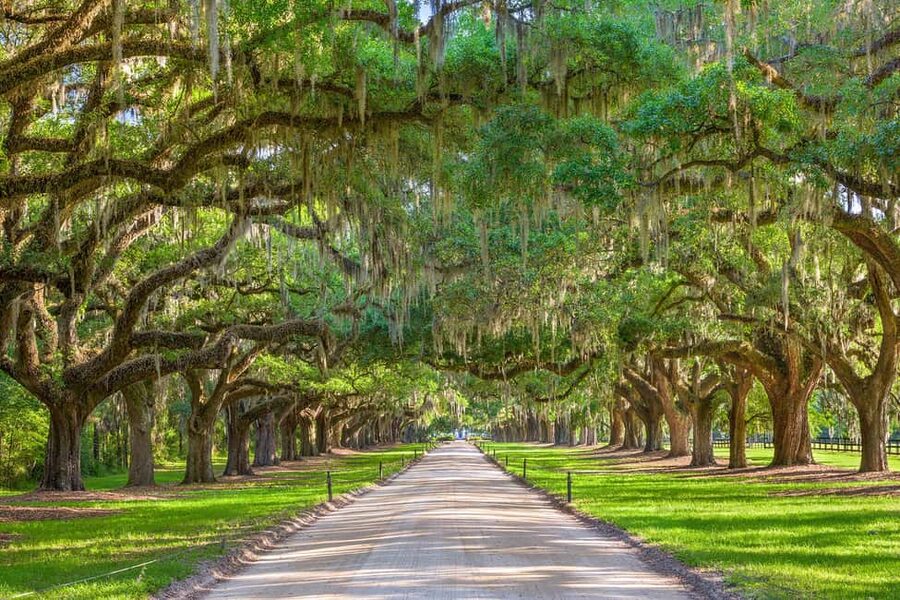 Charleston: Boone Hall Plantation Tour - Who Should Book This Tour (and Who Should Pass)
