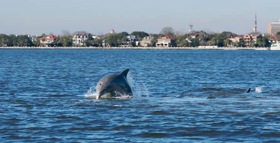 Charleston: Daytime or Sunset Historic Harbor Cruise - Why This Harbor Cruise Is the Fastest Way to Read Charleston