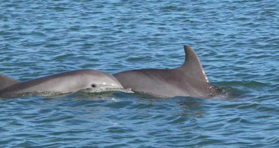 Charleston: Daytime or Sunset Historic Harbor Cruise - Wildlife Chances: Dolphins and Pelicans From the Best Seat