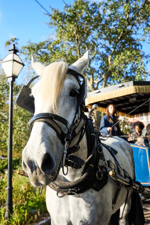 Charleston: Downtown Horse-Drawn Carriage Tour - Logistics That Can Make or Break Your Experience