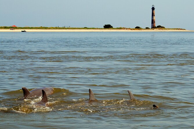 Charleston Eco Boat Cruise with stop at Morris Island Lighthouse - Wildlife Chances: Dolphins, Turtles, Birds, and More