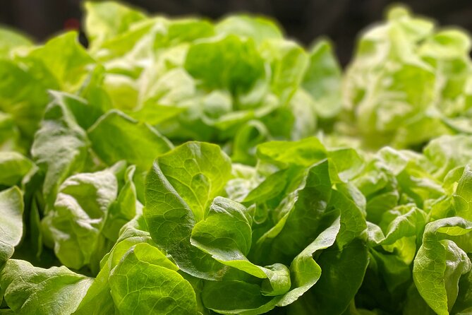 Charleston Farm-to-Table Food Tour and Chef's Challenge - Price and value: what $190 buys you in real terms