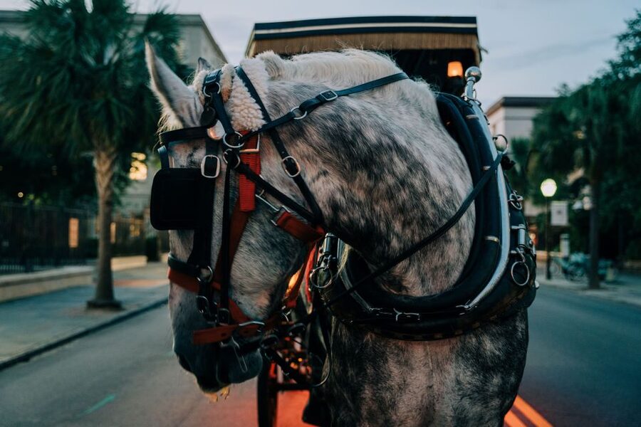 Charleston: Haunted Carriage Evening Tour - The 15-block historic core route: how the tour moves through Charleston