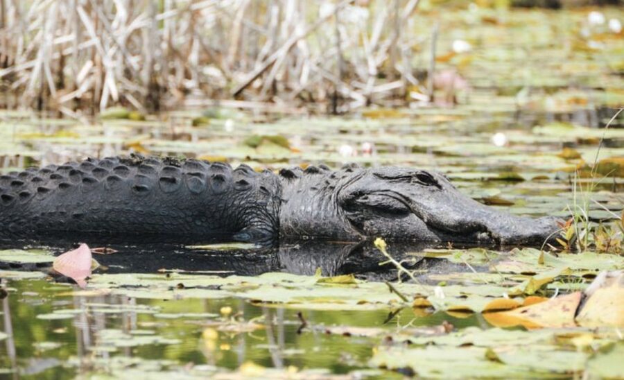 Charleston: Historic City Tour & Magnolia Plantation Combo - Should You Book This Tour?