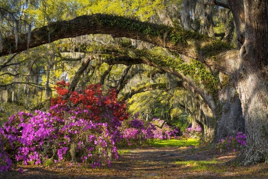 Charleston: Historic City Tour & Magnolia Plantation Combo - The 1.5-hour Charleston city tour: quick orientation to the real layout