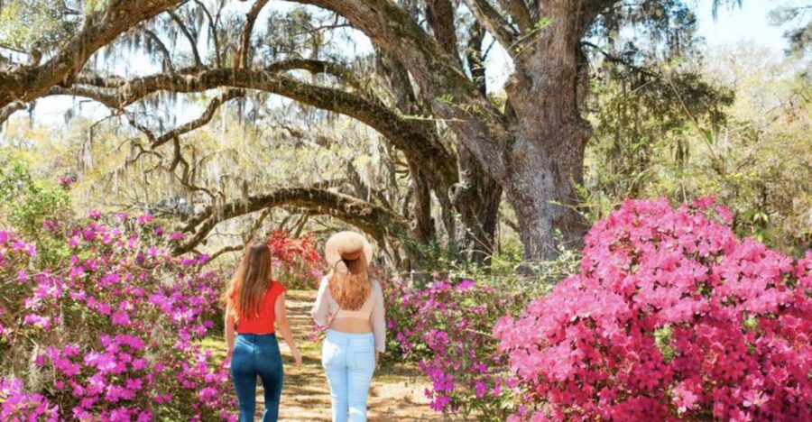 Charleston: Historic City Tour & Magnolia Plantation Combo - Guides and stories: the ride time can become the glue