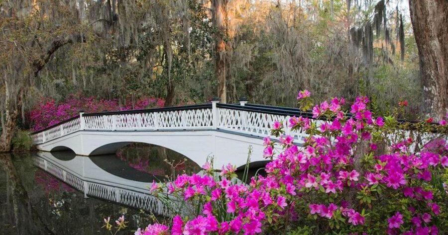 Charleston: Magnolia Plantation Entry & Tour with Transport - Petting Zoo, Gift Shop, and Cafe Time: How Much Can You Fit?