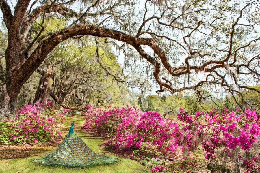 Charleston: Magnolia Plantation Entry & Tour with Transport - Small Group of Six: Hearing Your Guide and Moving as a Team