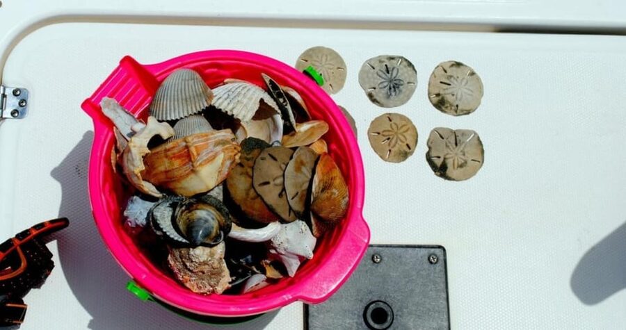 Charleston: Morris Island Lighthouse Eco-Boat Tour - FAQ