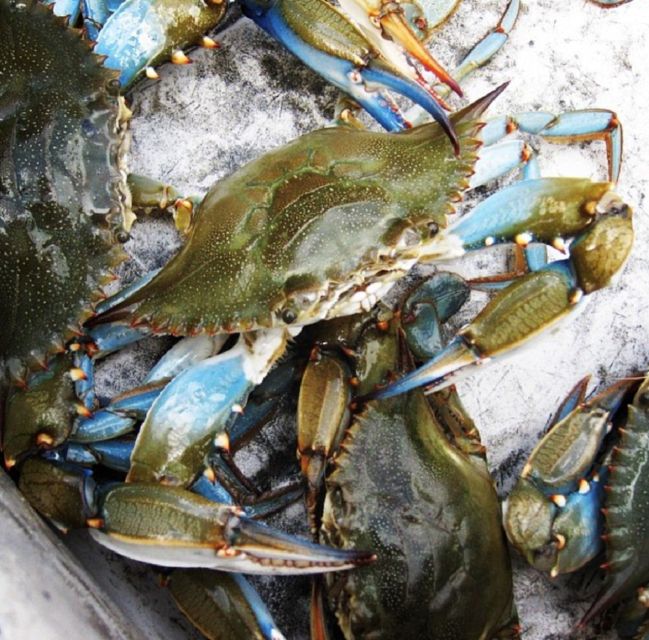 Charleston: Morris Island Nature Boat Tour with Naturalist - Pace and timing: is 2 hours enough?