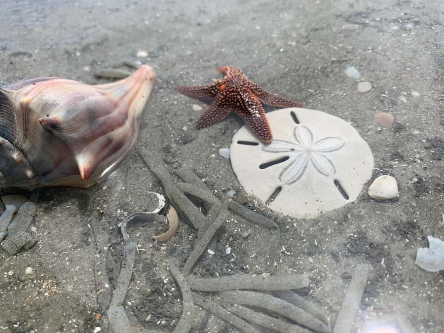 Charleston: Private Shark-tooth hunt and Lighthouse Viewing - Key points before you go