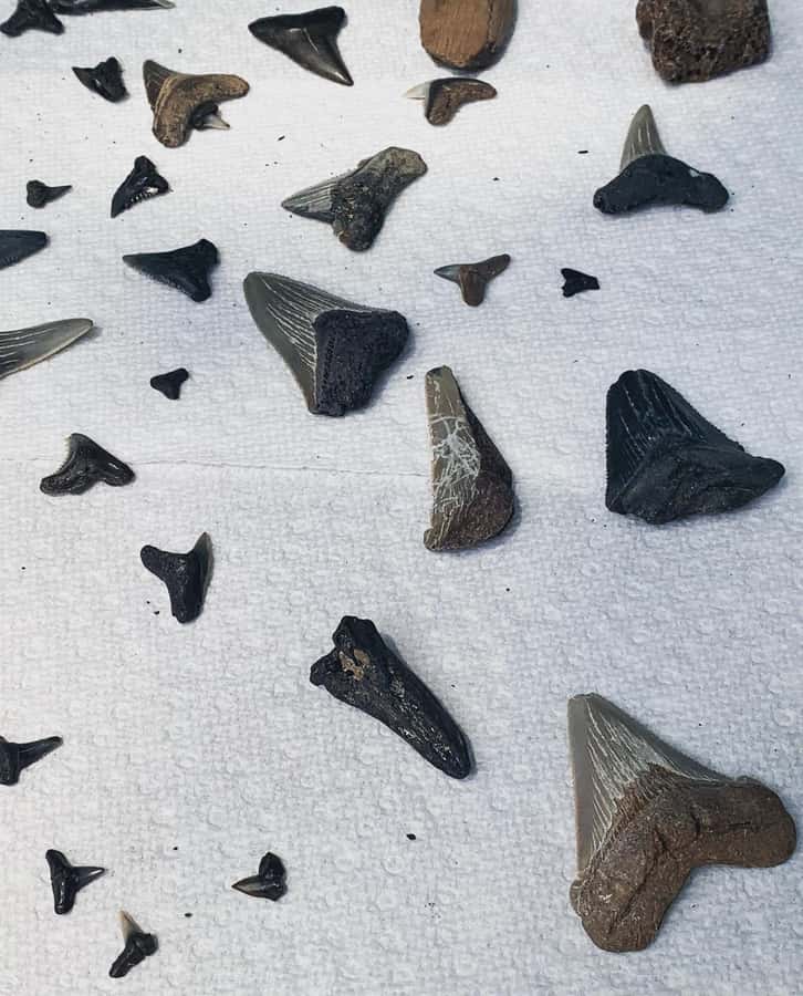 Charleston: Private Shark-tooth hunt and Lighthouse Viewing - Boat Cruise and Dolphin Watching: How the Timing Works
