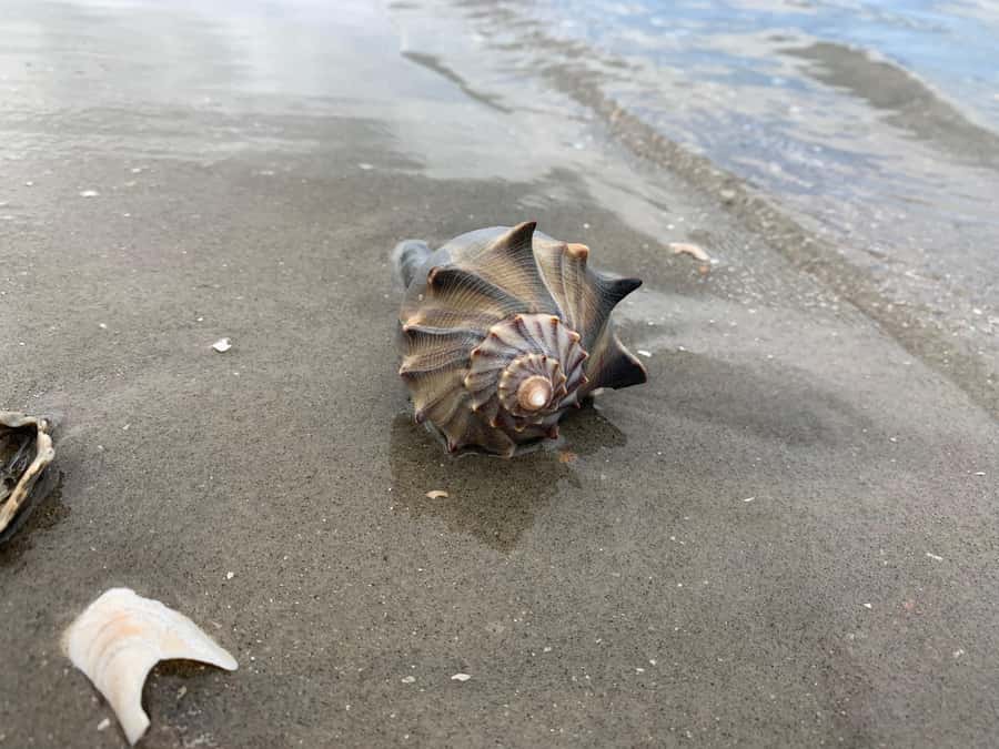 Charleston: Private Shark-tooth hunt and Lighthouse Viewing - What’s Included (and What You’ll Need to Bring)