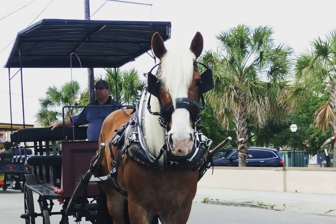Charleston's Historic Residential Horse and Carriage Tour - Practical tips to make the ride more enjoyable