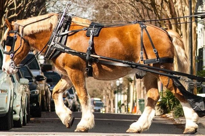 Charleston's Historic Residential Horse and Carriage Tour - How the guide turns streets into stories
