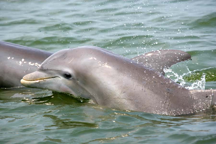 Charleston: Schooner Sailing Harbor Tour & Dolphin Watch - Meeting the Schooner Pride by the South Carolina Aquarium