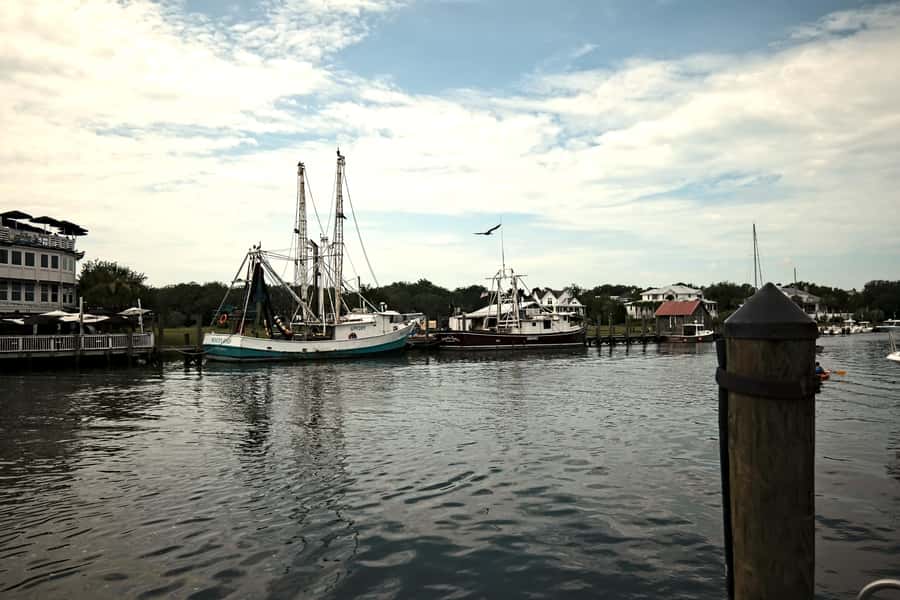 Charleston: Shem Creek Culture Tour - Marine life viewing: what to expect from the creek-side portion