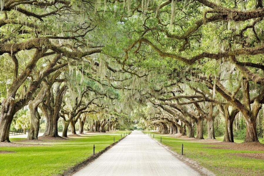 Charleston: Tour Pass with 40+ Attractions - Fort Sumter and the Harbor Side: Big Energy, Zero Ticket Guesswork