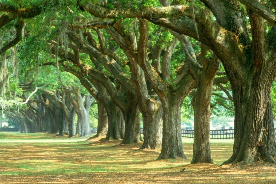 Charleston: Tour Pass with 40+ Attractions - Darker History Options: Old Exchange, Slave Mart, and Ghost Tours