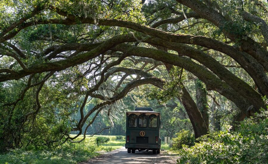 Charleston: Wadmalaw Island Wine Tasting and Tea Garden Trip - A Lowcountry day you can actually manage from Charleston