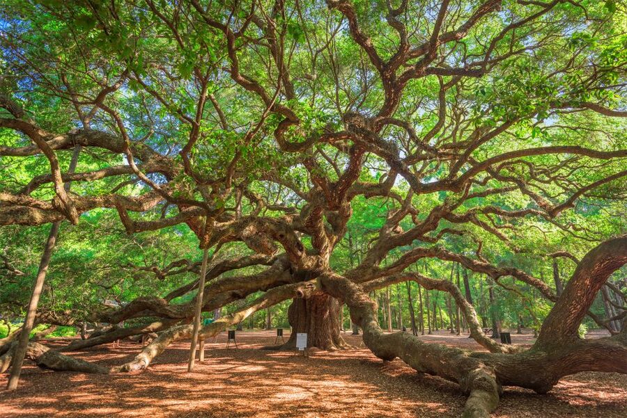 Charleston: Wadmalaw Island Wine Tasting and Tea Garden Trip - Angel Tree Park: seeing an 500-year-old organism up close