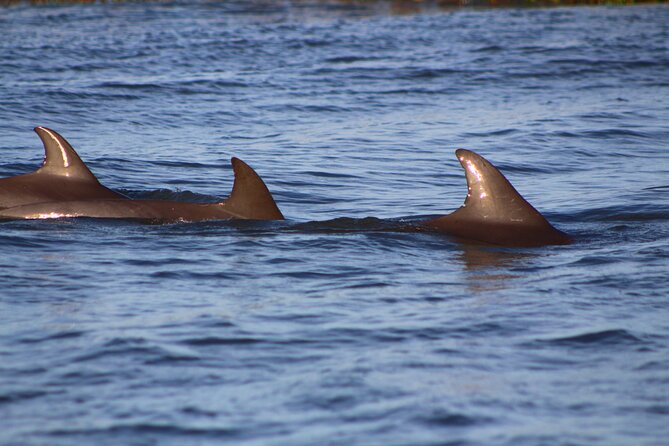 Folly Beach Dolphin Viewing Boat Excursion and Estuary Tour - Key highlights worth knowing before you go