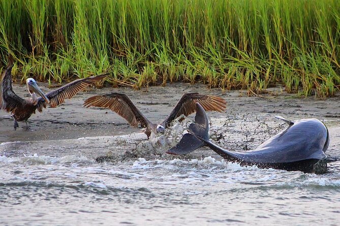 Folly Beach Dolphin Viewing Boat Excursion and Estuary Tour - Folly Beach dolphin viewing from 2223 Folly Rd