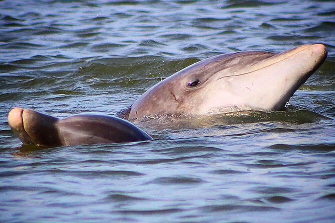 Folly Beach Dolphin Viewing Boat Excursion and Estuary Tour - Who this tour fits best (and who might skip it)