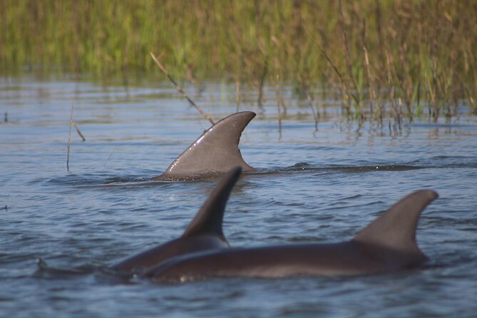 Folly Beach Eco Boat Excursion and Morris Island Drop Off - Quick Hits: Why This Trip Feels Worth It