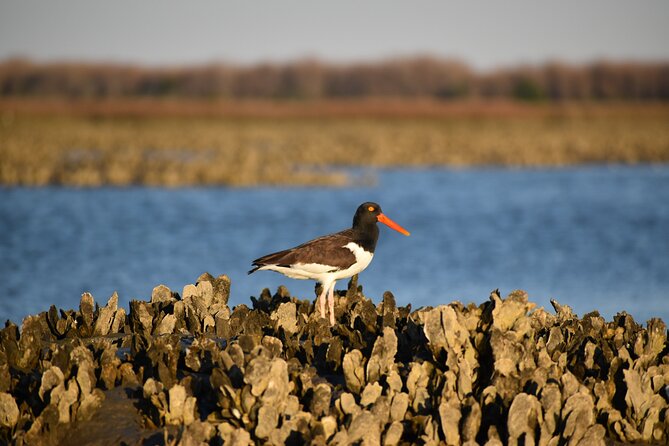 Folly Beach Eco Boat Excursion and Morris Island Drop Off - Crew and Guides: What the Captain + Eco Guide Adds