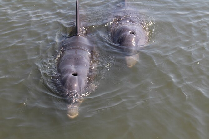 Folly Beach Eco Boat Excursion and Morris Island Drop Off - The Best Parts People Keep Mentioning (and what they mean for you)
