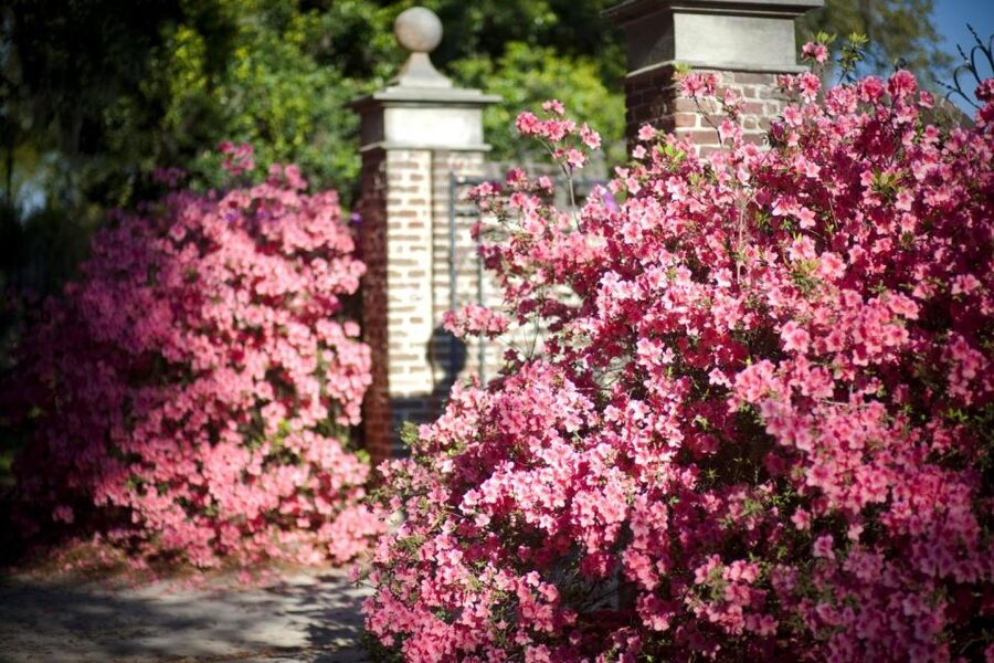 From Charleston: Boone Hall Plantation Entry with Transfers - Slave Cabins Self-Guided Time (with Audio): How to Use It Well
