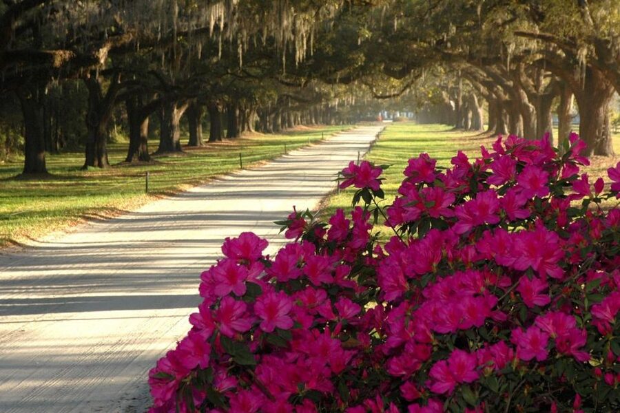 From Charleston: Boone Hall Plantation Entry with Transfers - Grounds and Tractor Overview: Seeing the Plantation as a Working Place