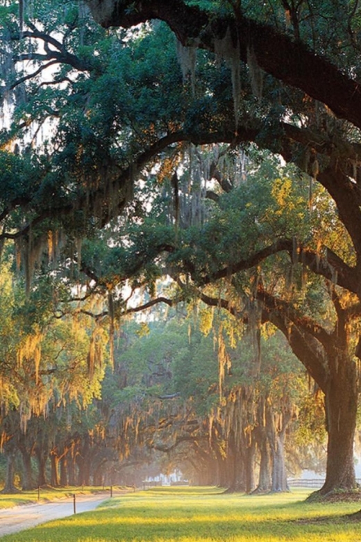 From Charleston: Boone Hall Plantation Entry with Transfers - Best Fit: Who This Boone Hall Tour Works For