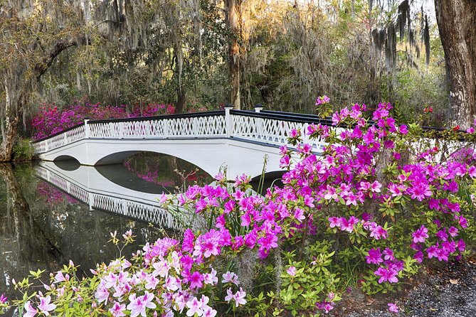 Magnolia Plantation Admission & Tour with Transportation from Charleston - The drive to Magnolia: why the narration before the gates helps