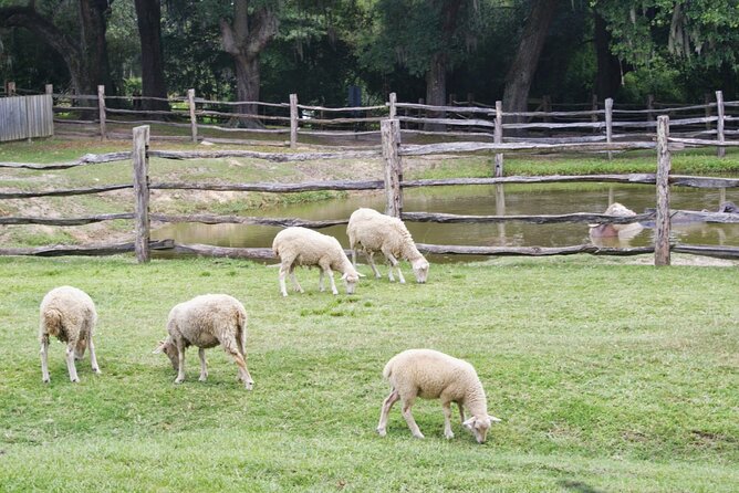 Middleton Plantation-3 hour guided tour- hotel pickup-admission - When Weather or Timing Gets Messy