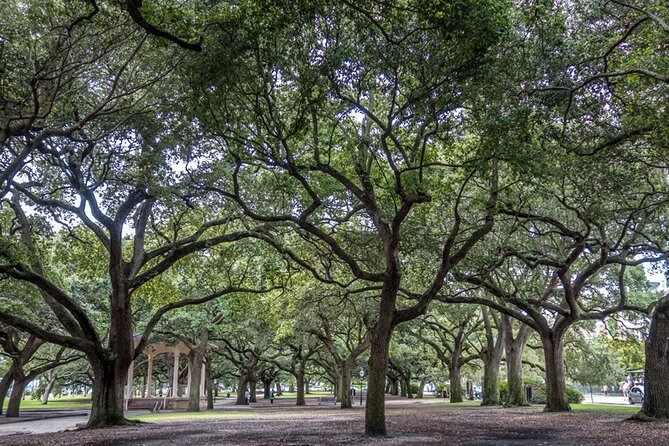 Private Historic Horse & Carriage Tour of Charleston - Horses and ethics: what matters during the ride