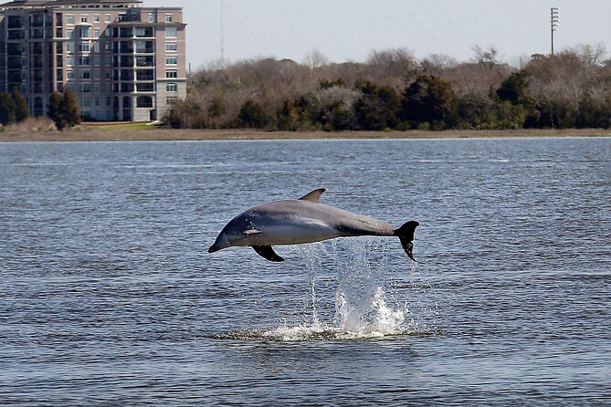 Private Morning Sail, Dolphin and History Tour on Mystique - Who This Tour Fits Best (and Who Might Want Something Else)
