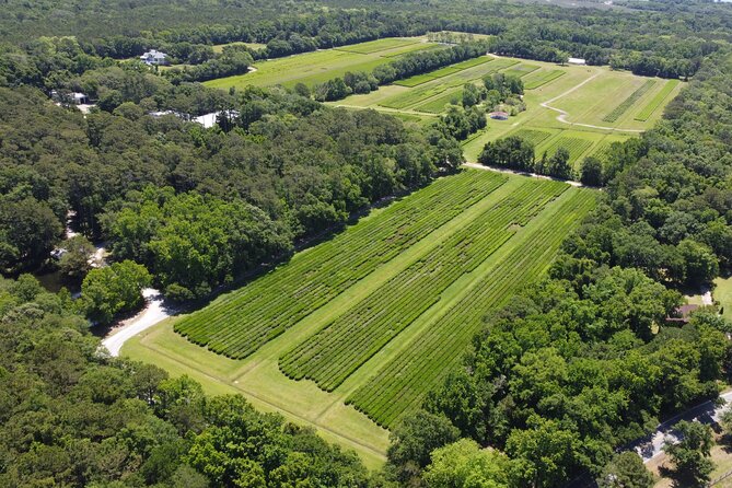 Trolley Tour in Wadmalaw Island of South Carolina - Where This Trolley Tour Fits in Your Charleston Plan