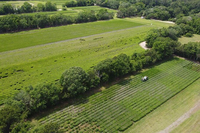 Trolley Tour in Wadmalaw Island of South Carolina - Stop 1: Charleston Tea Garden and the Tea-Farming View You Can’t Fake